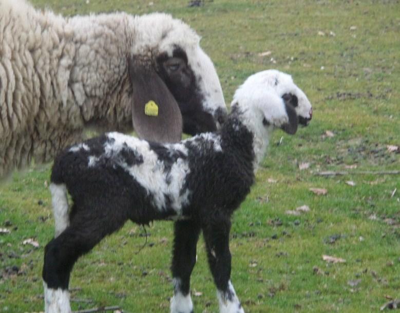 Offagna Agriturismo Le Vergare מראה חיצוני תמונה