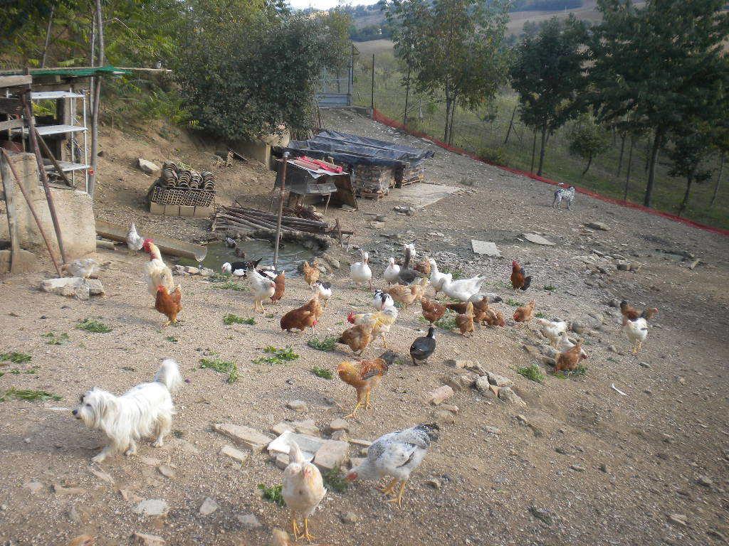 Offagna Agriturismo Le Vergare מראה חיצוני תמונה